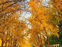 -三里屯东五街银杏大道