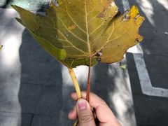 -三里屯东五街银杏大道