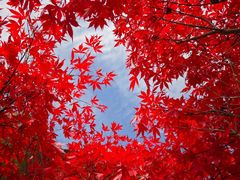 -叠溪松坪沟景区