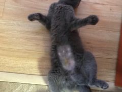 -伟伟宠物医院·瑞派猫友好医院·猫科(光谷店)