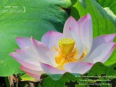 -四川大学(华西校区)