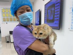 -北京观赏动物医院·24小时大型综合·猫专科·异宠专科