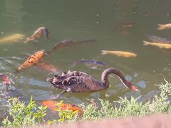 -芭东小镇温泉
