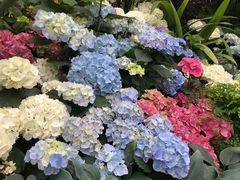 -斐兹洛伊花园