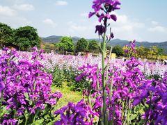 -天适樱花悠乐园