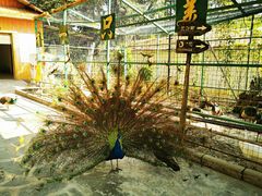 -瑞丽独树成林风景区