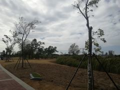-鹦鹉洲湿地公园