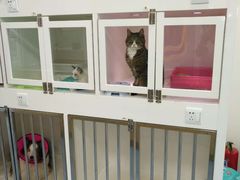 -瑞派·关忠动物医院·异宠专科·犬猫肿瘤·皮肤专科(望京店)