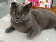 -喵园·猫主题咖啡厅·撸猫·猫咖(国贸店)