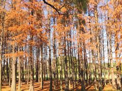 -上海共青森林公园