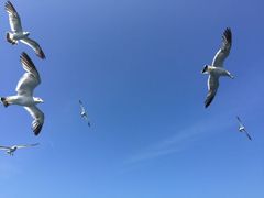 -吴淞口国际邮轮码头-停车场