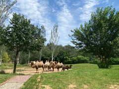 -北京野生动物园