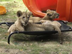 -西霞口神雕山野生动物世界