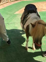 -萌宠亲子动物乐园(槐房万达店)