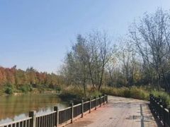 -合肥滨湖国家森林公园