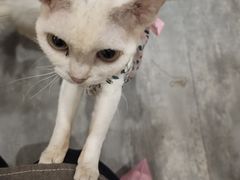 -楼上猫咖(罗湖店)