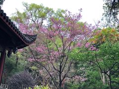 -乌山风景区