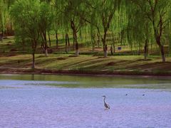 -北京麋鹿生态实验中心