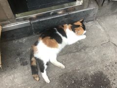 -清真李唯一优质肉丸糊辣汤