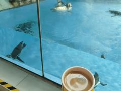 -帝企鹅自助餐厅•儿童岛•真企鹅(长隆企鹅酒店)