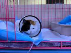 -喜多萌中农锦绣动物医院24H·猫科·牙科MRI·CT