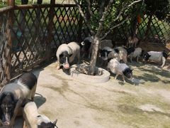 -南京市无想山景区