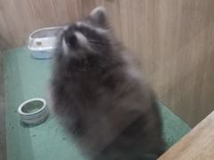-藦茜花园宠物主题亲子互动体验馆(国顺东路店)