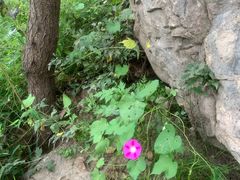 -北京鹫峰国家森林公园