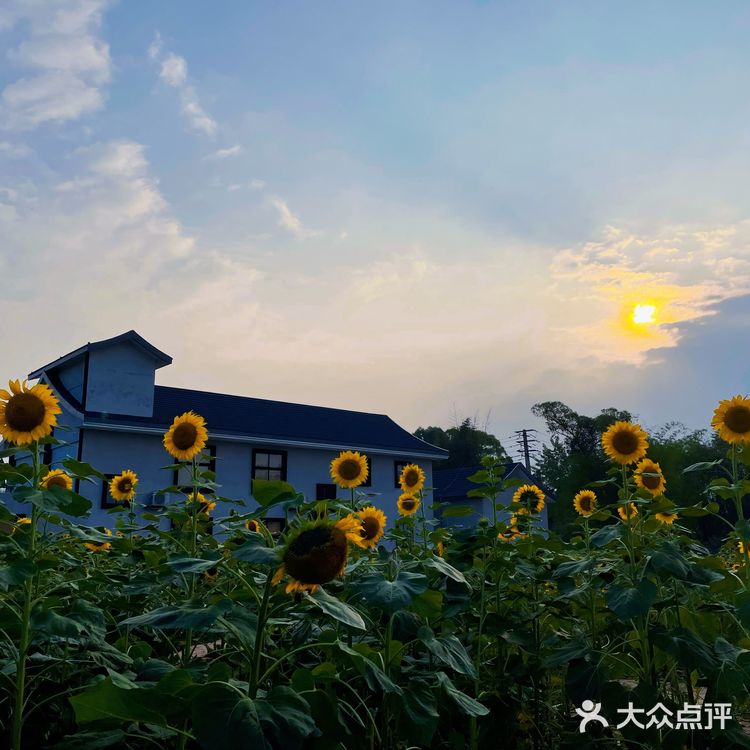 比姚明高的向日葵🌻花海