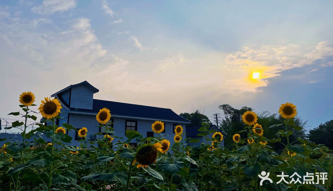 比姚明高的向日葵🌻花海