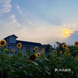 比姚明高的向日葵🌻花海