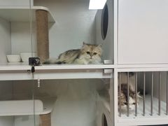 -十月米努特矮脚猫舍