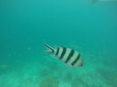 -卡帕莱度假村(西巴丹岛)