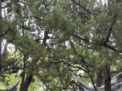 -秋霞圃