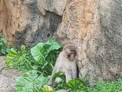-海南热带野生动植物园