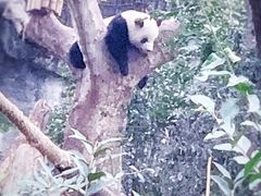 -成都大熊猫繁育研究基地