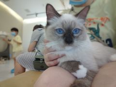 -猫域·湾主题猫咖·宠物吧(南坪城市广场店)