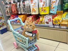 -猫小院猫主题餐厅(南锣旗舰店)