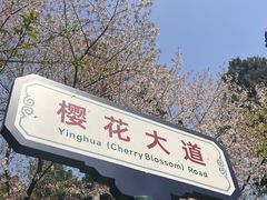 -武汉大学-樱园