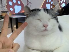 -喵园·猫主题咖啡厅·撸猫·猫咖(国贸店)