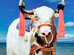 -青海湖国家重点风景名胜区