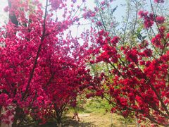 -渭南桃花源民俗文化园