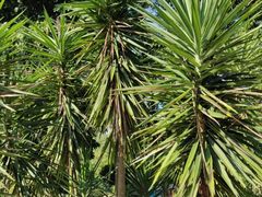-广西壮族自治区药用植物园