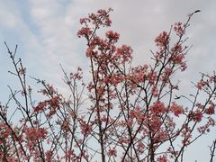 -中国科学院华南植物园