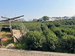 -龙坞茶村