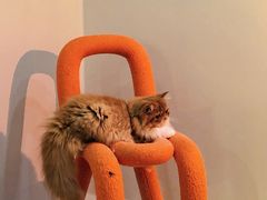 -More Fun猫咖 二十只万元加菲主题