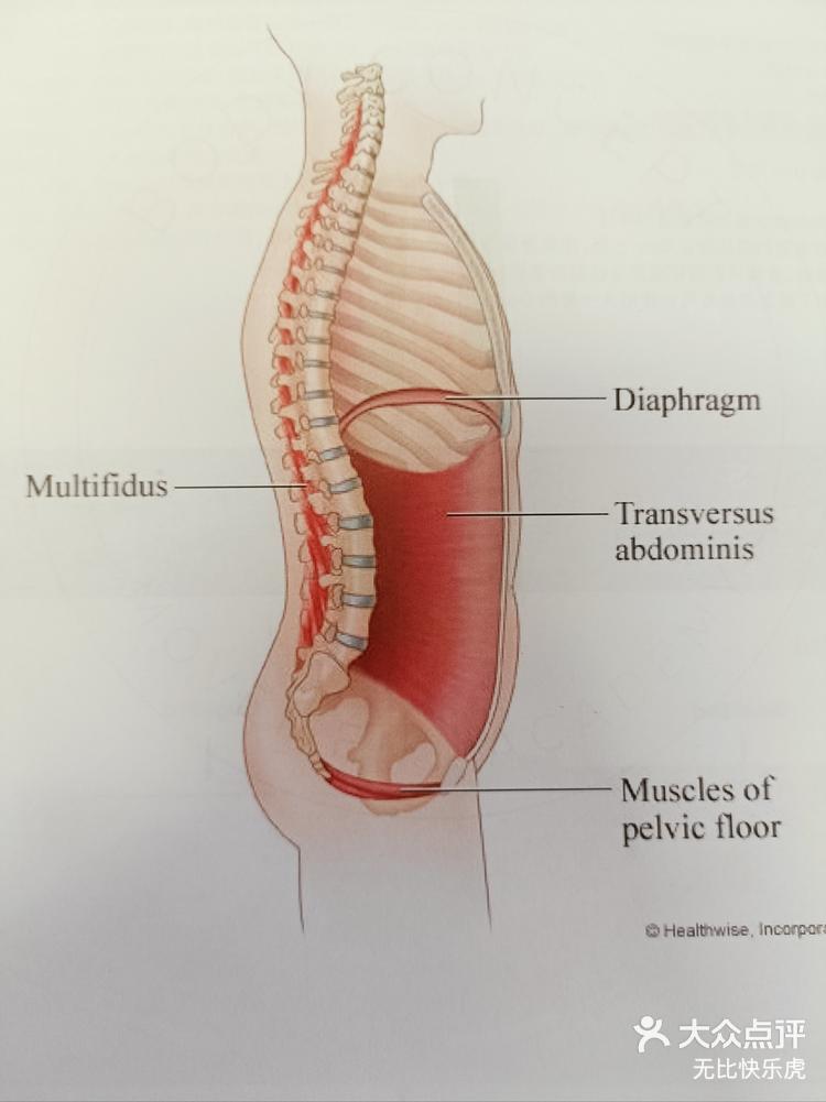 目前所知的核心模型包括横膈肌,骨盆底肌,多裂肌和腹横肌