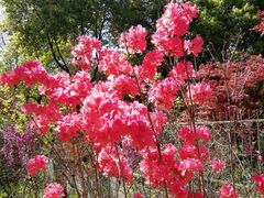 -南汇桃花村