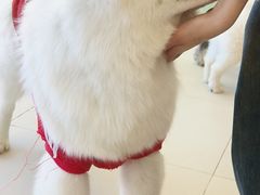 -怪兽屋·羊驼·猫咖·狗咖(俊华广场店)