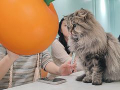 -安格丽娜·狗咖·猫咖羊驼咖(春熙路百盛商场店)